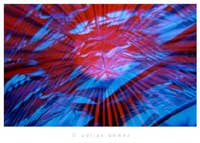 Fotodise�o (02), de Adri�n G�mez.