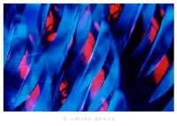 Fotodise�o (03), de Adri�n G�mez.