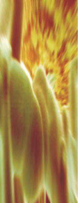 Cordillera, obra digital de Juan Barbagelata