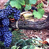 uvas de parra