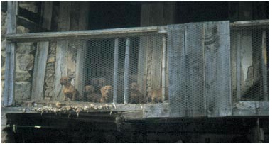 Cachorros, de Jos&eacute; Luis Berrocal