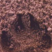 Detalle de la cubierta de Noche de perros, de Manuel Garrido Palacios