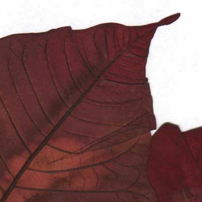 Hojas, composici&oacute;n digital de Eld&iacute;goras.