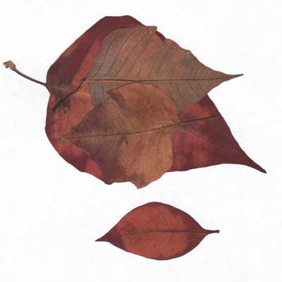 Hojas, composici&oacute;n digital de Eld&iacute;goras.