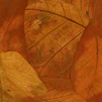 Composici&oacute;n de Eld&iacute;goras