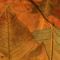 Composici&oacute;n de Eld&iacute;goras.