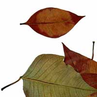 Composici&oacute;n de Eld&iacute;goras.