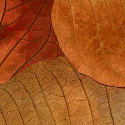 Hojas, composici&oacute;n digital de Eld&iacute;goras.