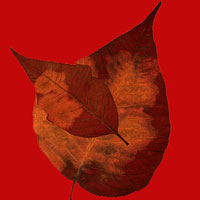 Composici&oacute;n de Eld&iacute;goras