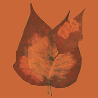 Composici&oacute;n de Eld&iacute;goras