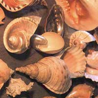 Colecci&oacute;n de caracolas.